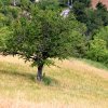 Italien-Kirschbaum