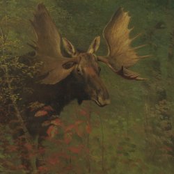 Albert-Bierstadt-Study-of-a-moose