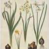 Holtzbecher-Johannes-Simon-Narcissus-tazetta-Narcissus-orientalis-Corbularia-bulbocodium