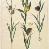 Holtzbecher-Simon-Johannes-Fritillaria-meleagris--Fritullaria-lutea-eller-Fritullaria-latifolia-var-lutea-Fritillaria-pyrenaica
