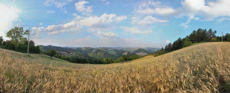Getreidefeld Italien Wandbild