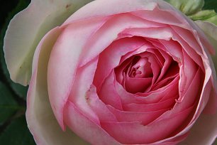Lachsfarbene Rose Wandbild