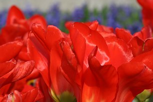 Rote Tulpen Blueten Wandbild