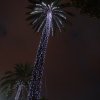 Beleuchtete-Palmen