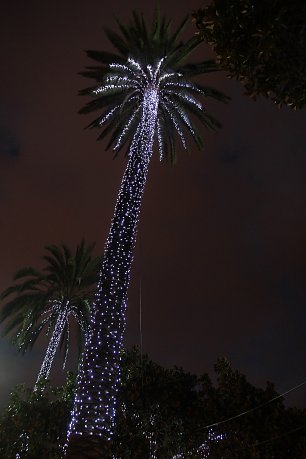 Beleuchtete Palmen Wandbild