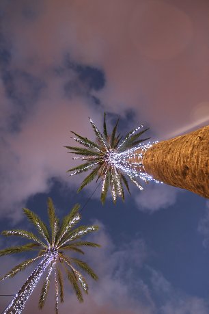 Weihnachtliche Palmen Wandbild