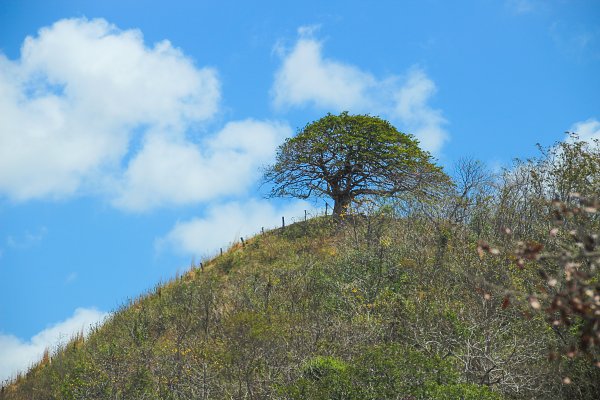 Baum am Gipfel Wandbild