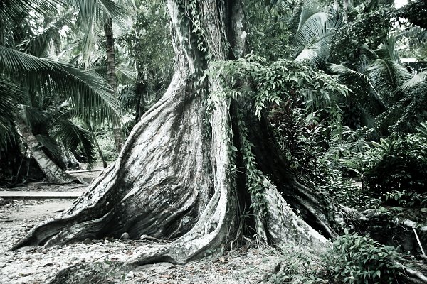 Panama Baum Wandbild