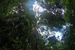 Subtropischer Regenwald Wandbild