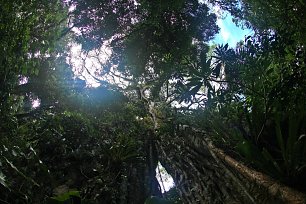 Wald in Costa Rica Wandbild