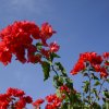 Blumen-vor-blauem-Himmel