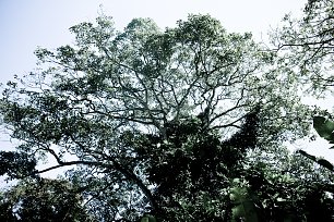 Mittelamerikanischer Baum Wandbild