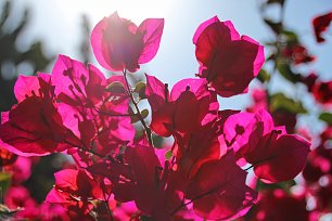 Rosa Drillingsblumen Wandbild