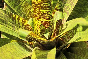 Sternfoermige Tropenpflanze Wandbild