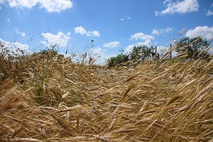 Getreidefeld Wandbild