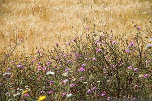 Zarte Wildblumen Wandbild