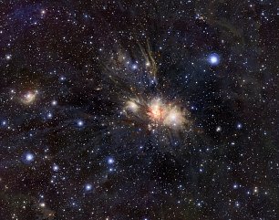 Monocerus