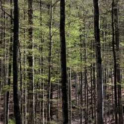 Dichter-Wald