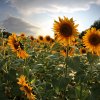 Sonnenblumen-Feld
