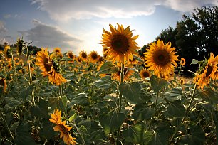 Sonnenblumen Feld Wandbild