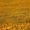 Sonnenblumen-Meer