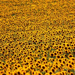 Sonnenblumen-Meer