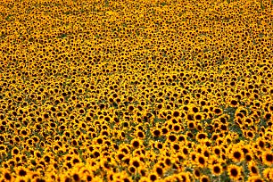 Sonnenblumen Meer Wandbild