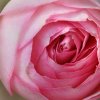 Edenrose_Bluetenblaetter