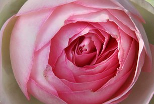 Edenrose_Bluetenblaetter Wandbild