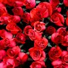Rosenstrauss-Blumen-Rot