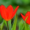Rote-Spitze-Tulpen