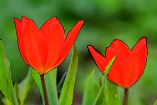 Rote Spitze Tulpen Wandbild