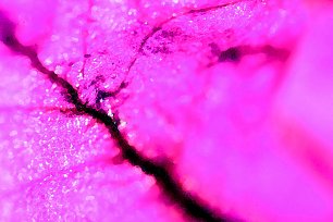 Bluetenblaetter Rosarot Pink Wandbild