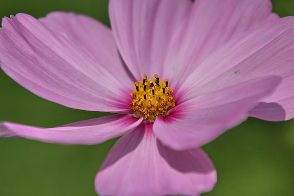 Flower Wandbild