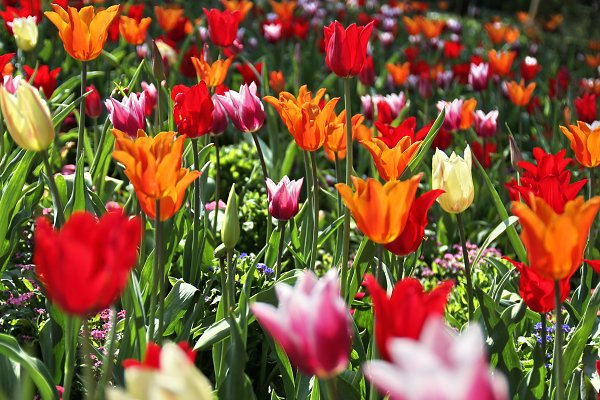 Fruehlingsblumen Wandbild