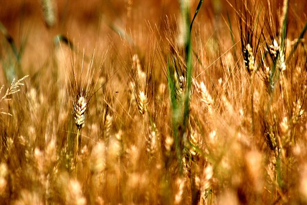 Blick ins Feld Wandbild