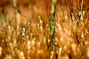 Blick ins Feld Wandbild