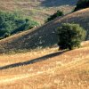 Einsamer-Baum-im-Kornfeld