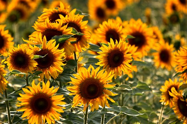 Sonnenblumen Wandbild