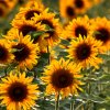 Sonnenblumen