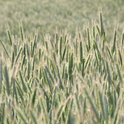 Aehren-Weizen-Getreide