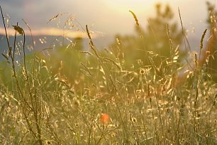 Graeser Halme Sommerwiese Wandbild