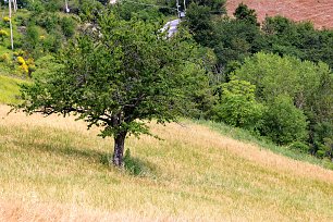 Italien Kirschbaum Wandbild