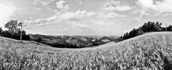 Weizenfeld