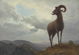Albert Bierstadt Long Horned Sheep Wandbild