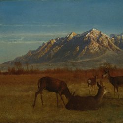 Albert-Bierstadt-Rehe-im-Gebirge