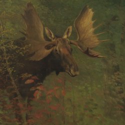 Albert-Bierstadt-Study-of-a-moose