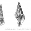 Walter-Crane-Fossils-from-the-Shepherd-s-Gutter-Beds
