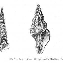 Walter-Crane-Fossils-from-the-Shepherd-s-Gutter-Beds