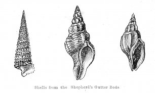 Walter Crane Fossils from the Shepherd s Gutter Beds Wandbild